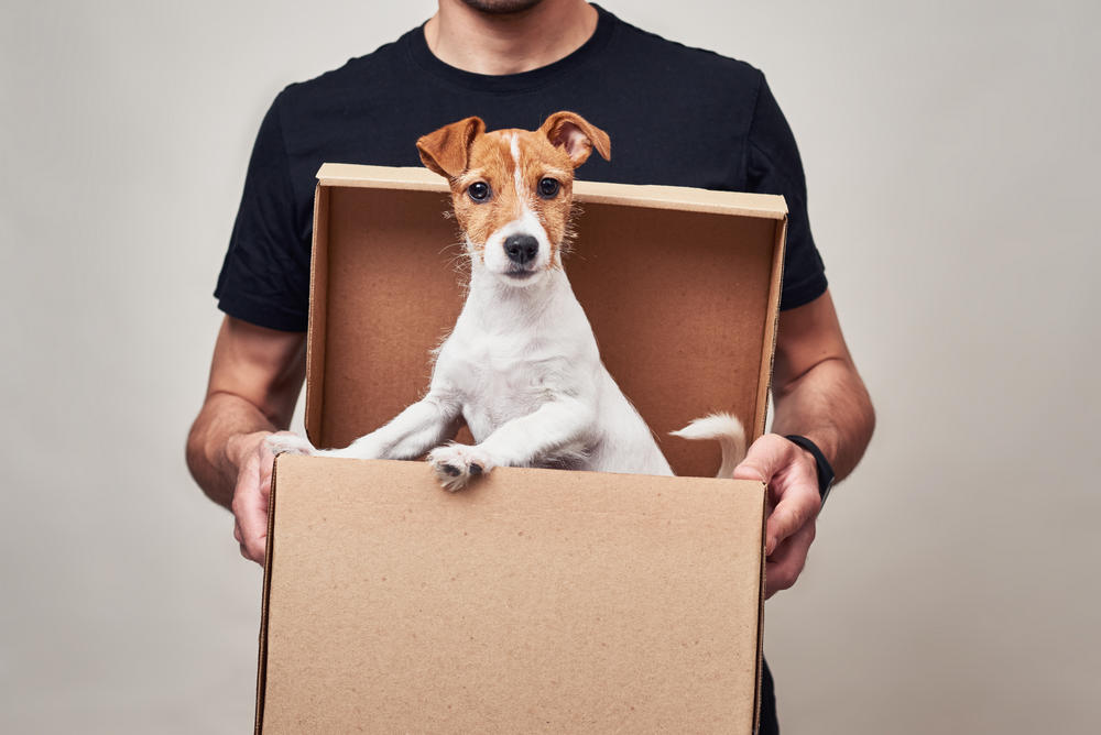 Methods to Ship Your Dog to Another State